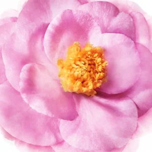 Nuxe Hair Prodigieux Pre-Shampoo Nourishing Mask 125ml 4.2fl.oz - Ingredients - Camelia Oil